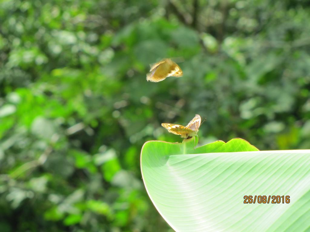 בוקיט לוואנג Batu Kapal Guest House & Jungle Trekking מראה חיצוני תמונה